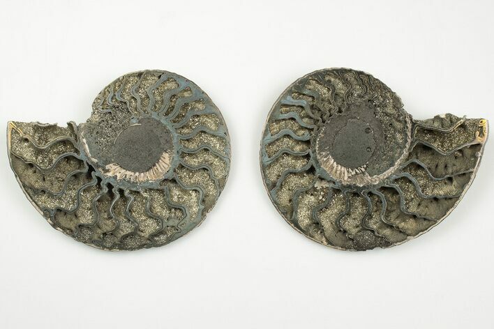 Cut & Polished, Pyritized Ammonite Fossil - Russia #198340